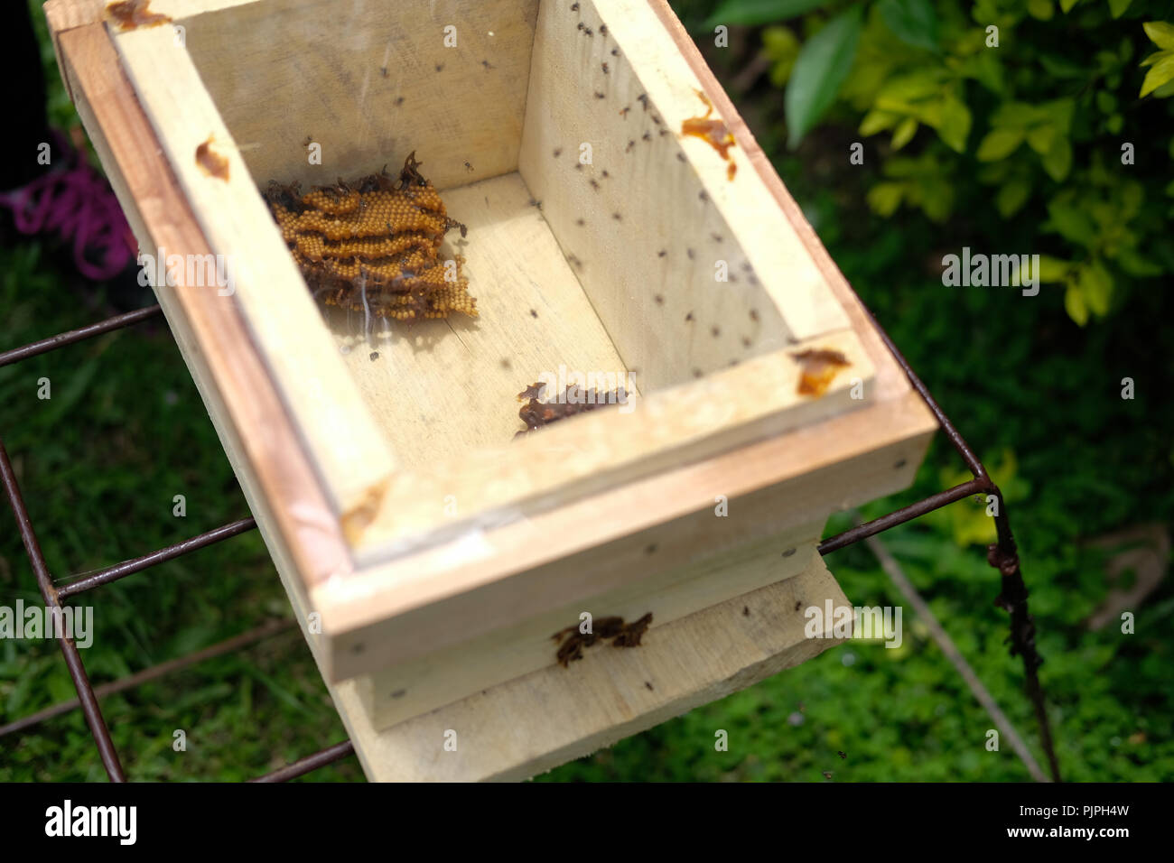 stingless honey bees beehive. trigona meliponini colonies mass rearing Stock Photo