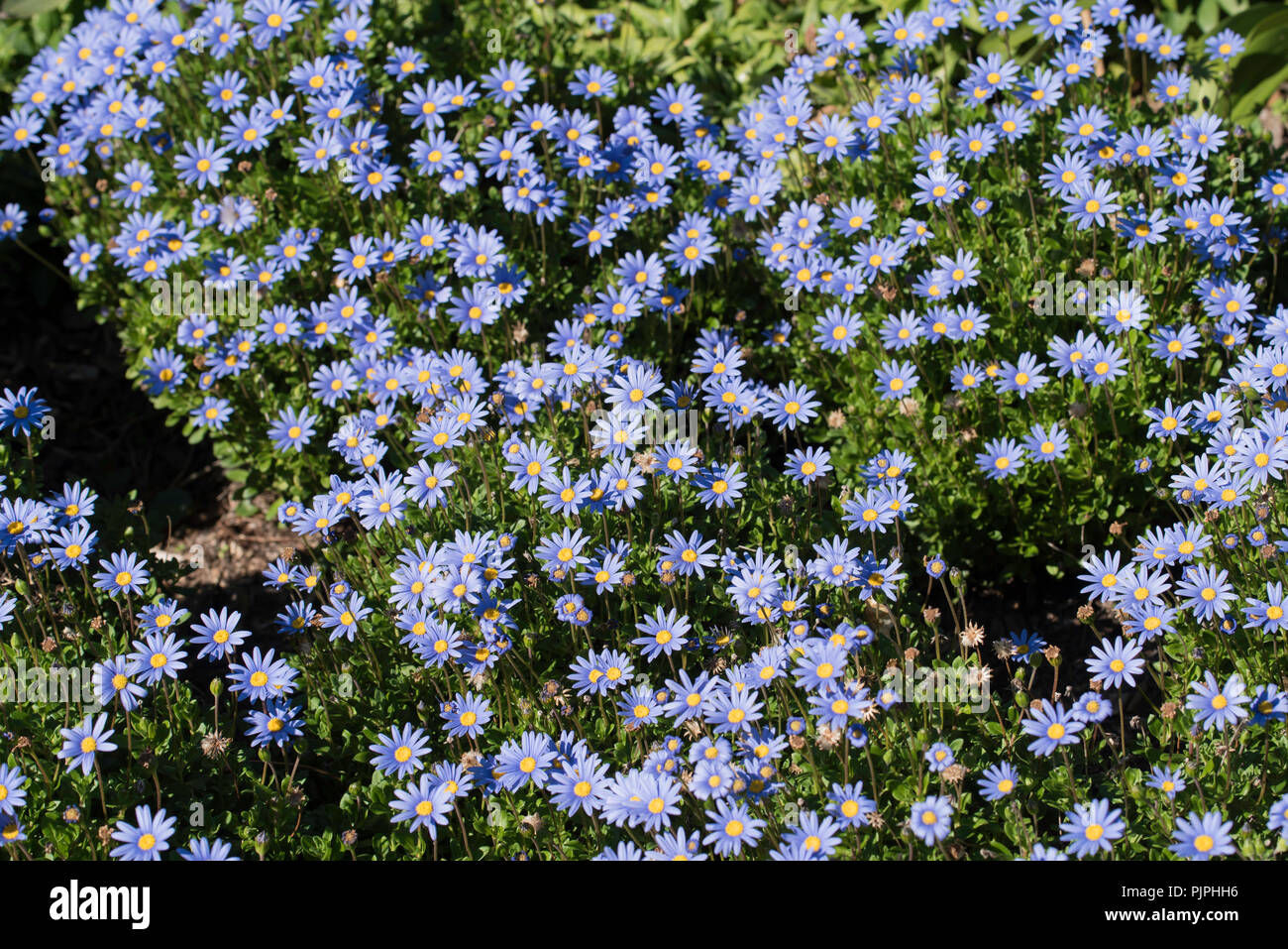 Originally from South Africa this vibrant display of Blue Marguerite Daisies (Felicia amelloides) is thriving in a garden bed under the Australian sun. Stock Photo