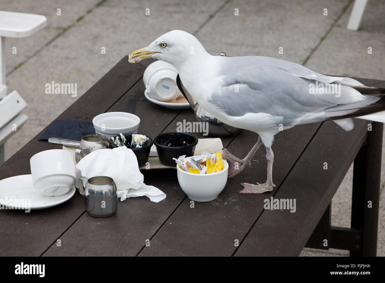 Impudent seagull scavenging food from a table at a hotel restaurant In Brighton, East Sussex, England, UK in early autumn Stock Photo
