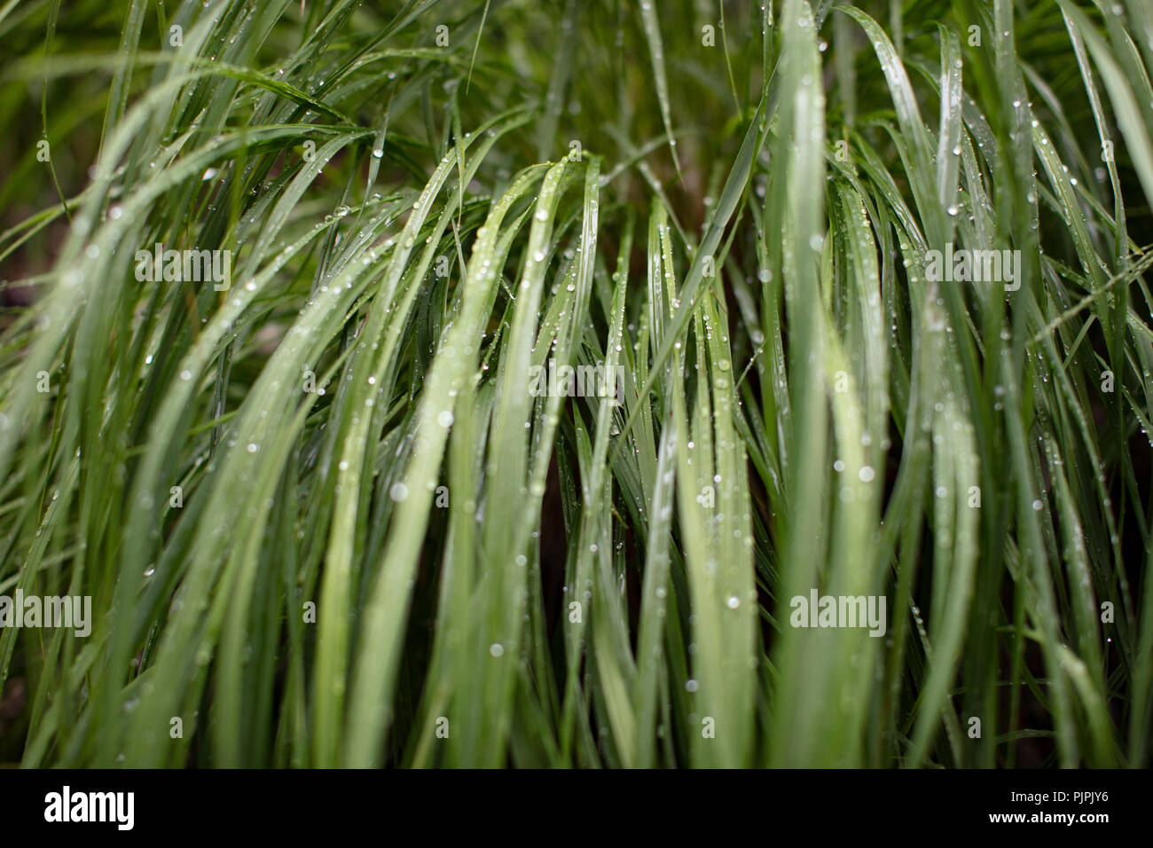 Green wet grass Stock Photo