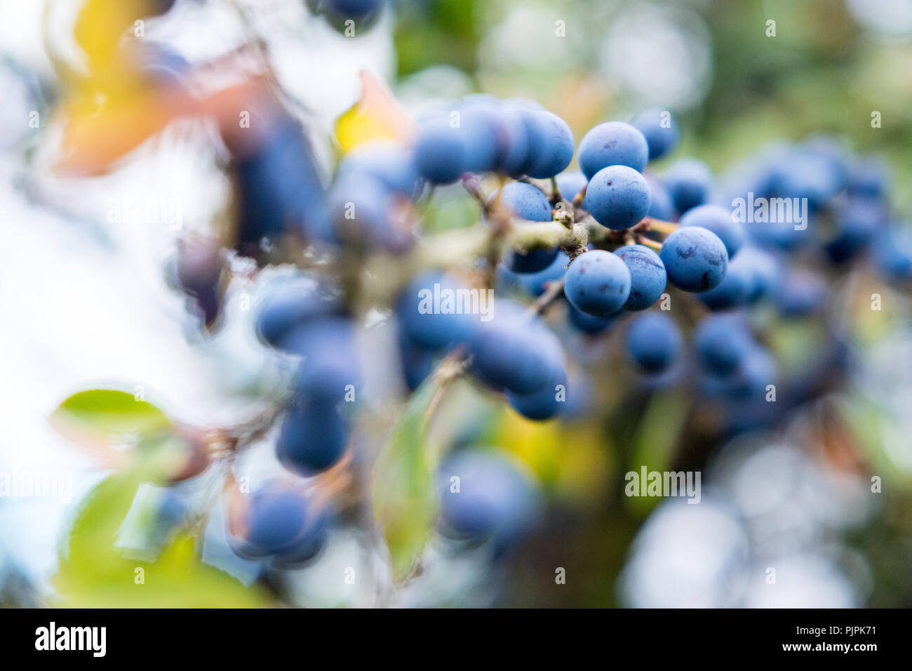 Blackthorn berries in the Peak District, Derbyshire,UK Stock Photo