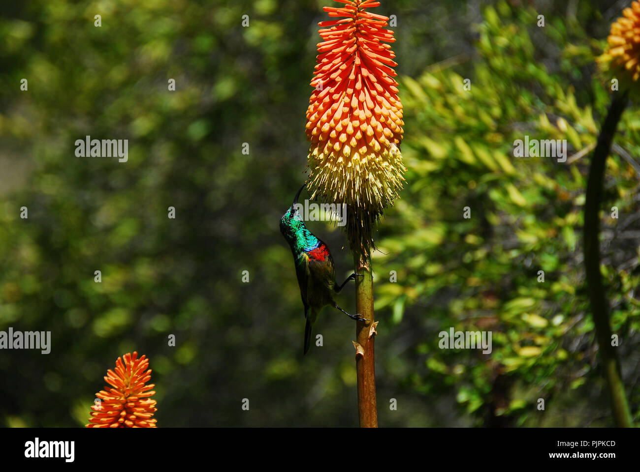 Close up of a beautiful Double Collar Sunbird (Cinnyris chalybeus) feeding on the Red Hot Poker (kniphofia) flower in the Harold Porter  Gardens Stock Photo