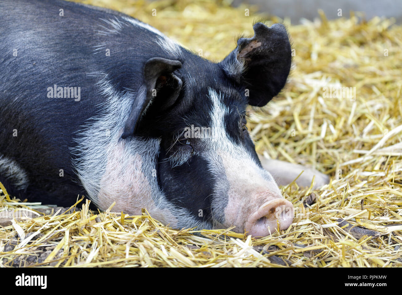 Domestic Pig Sus Domesticus Breed Hi Res Stock Photography And Images
