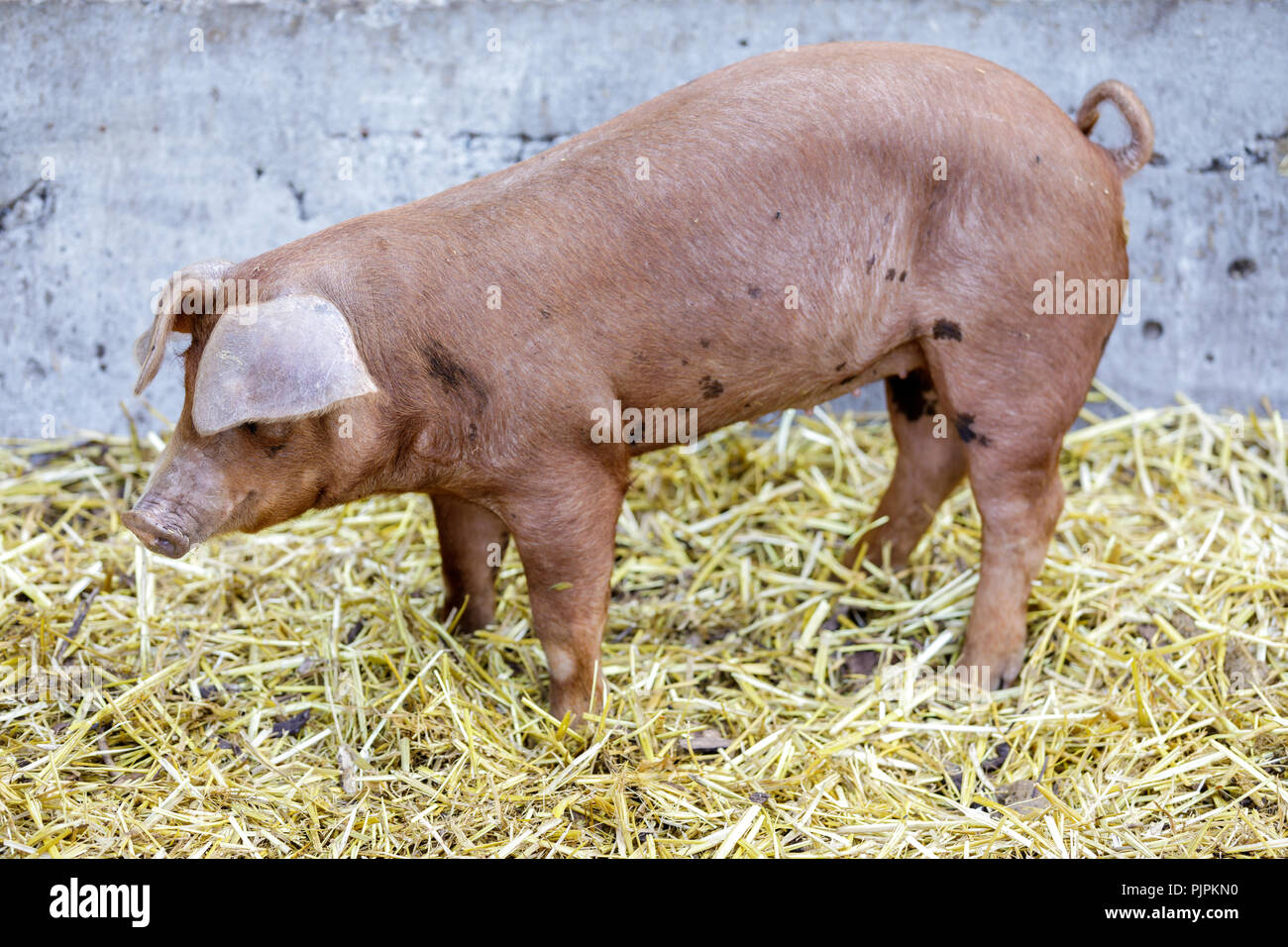 Red Wattle hog (Sus scrofa domesticus) profile in a barn. Stock Photo