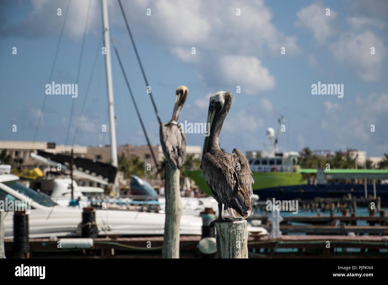 Pelicans standing on wooded polls in a ship yard. Boat dock with pelicans and clouds. Stock Photo