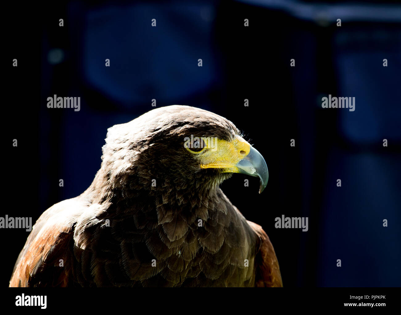 Head Of An Eagle Isolated On Black Background Hawk Portrait Stock head-of-an-eagle-isolated-on-black-background-hawk-portrait-stock