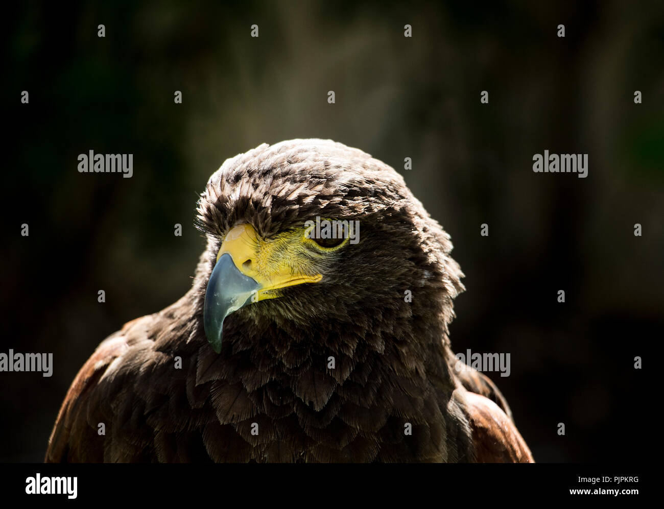 Falcon Close up. Video of the head of a hawk with a sharp beak, brown