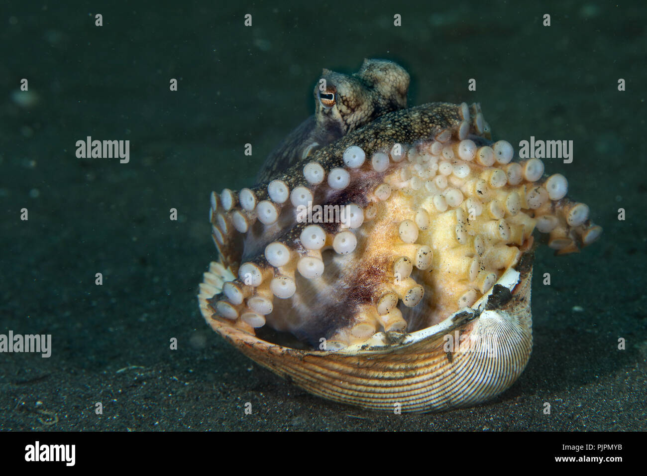 Coconut octopus (Amphioctopus marginatus) using seashell for shelter. Picture was taken in Lembeh Strait, Indonesia Stock Photo