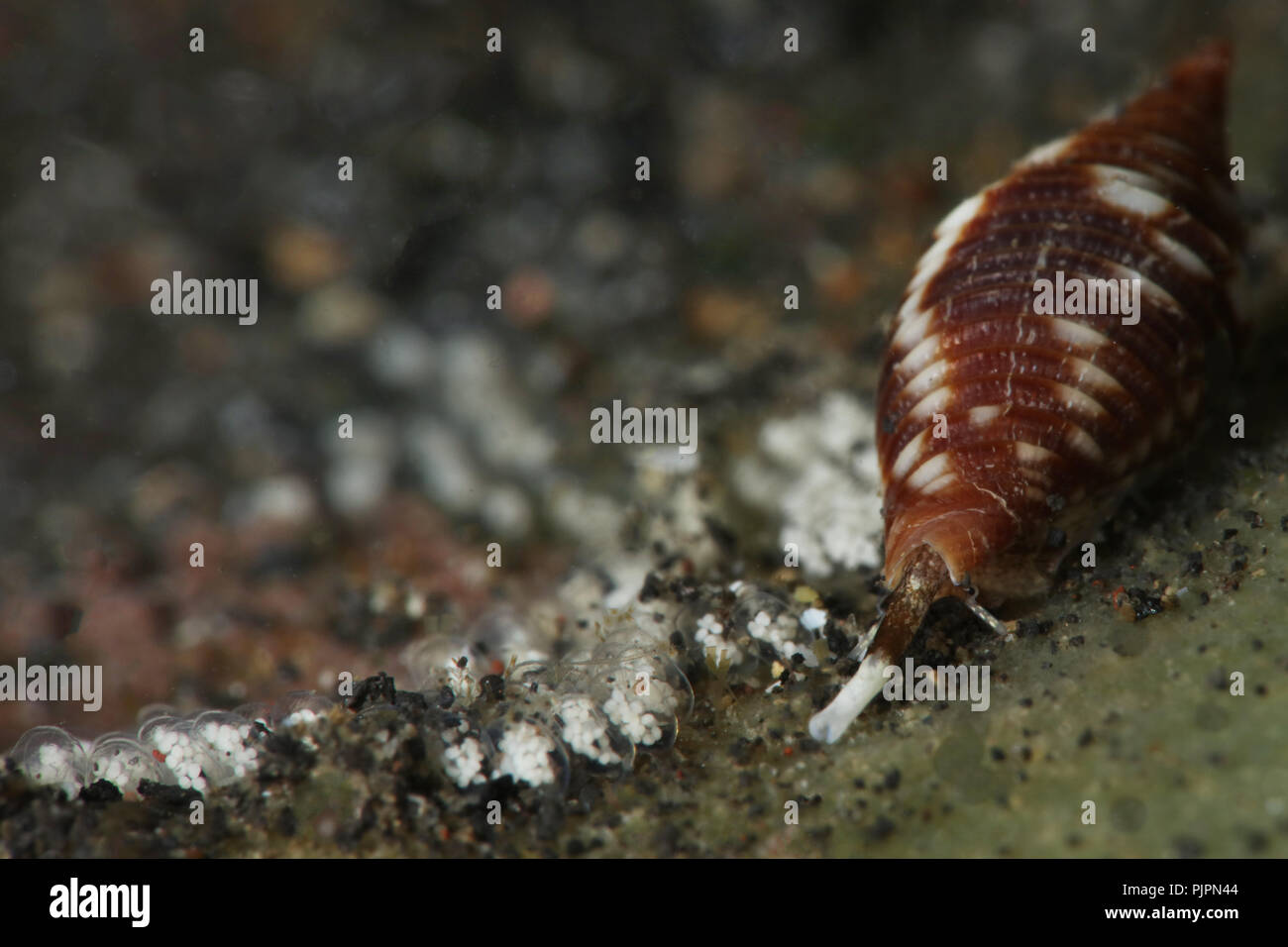 Sea snail Mitra ferruginea with eggs. Picture was Stock Photo
