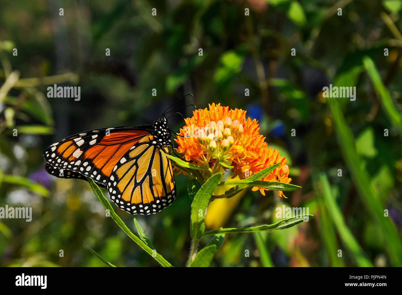 A monarch butterfly sitting on a beautiful flower Stock Photo - Alamy