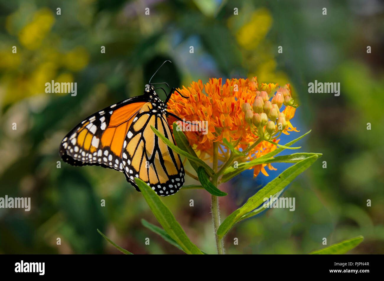 Macro Of Monarch Butterfly Stock Photos Amp Macro Of Monarch Butterfly Stock Images Alamy