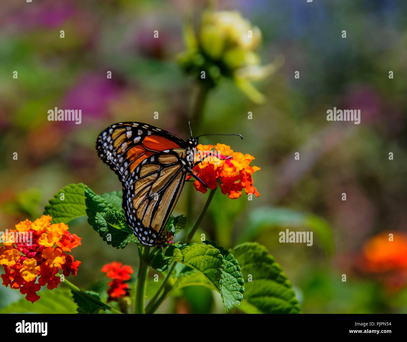 A monarch butterfly sitting on a beautiful flower Stock Photo - Alamy