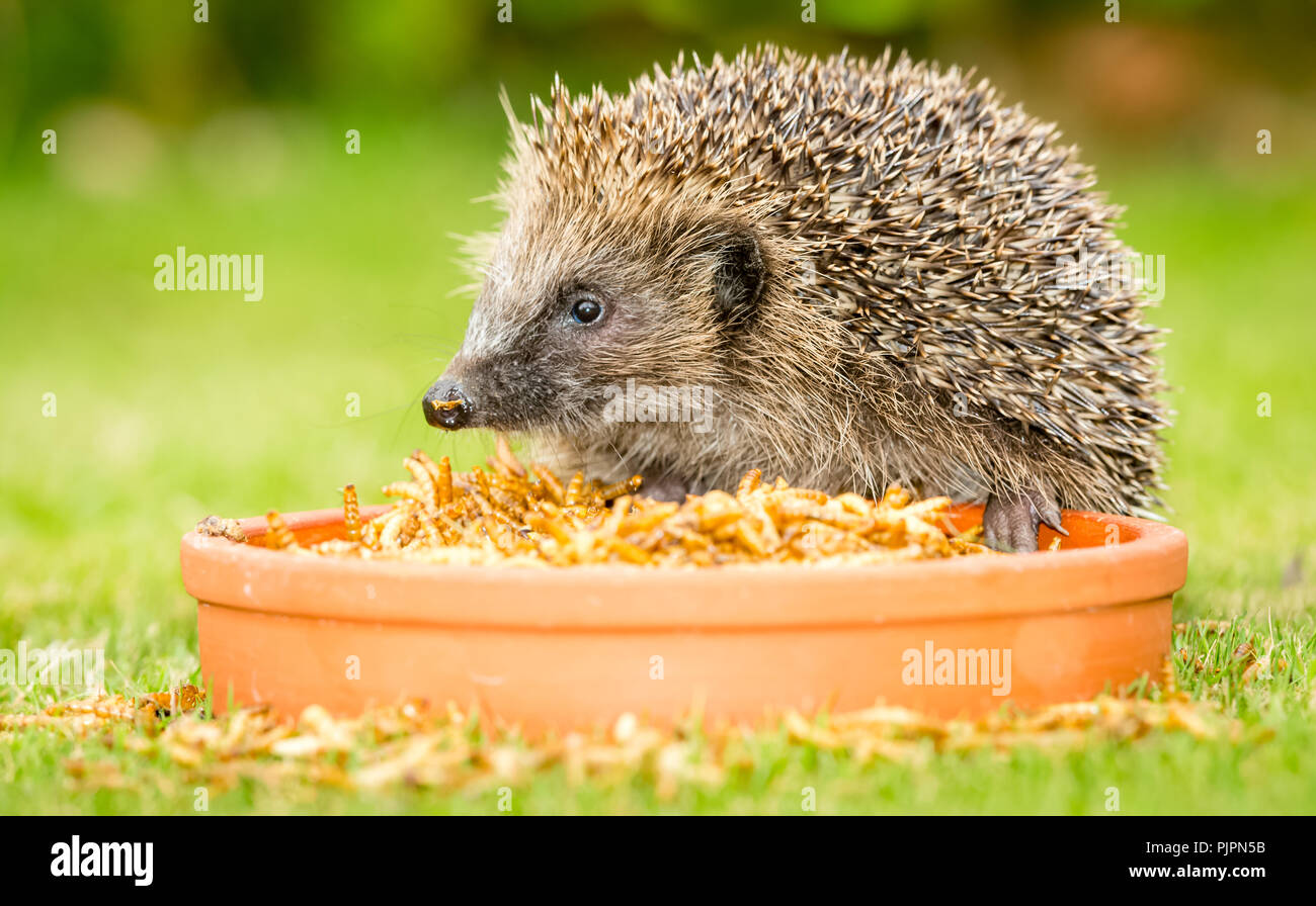 Dried mealworms hires stock photography and images Alamy