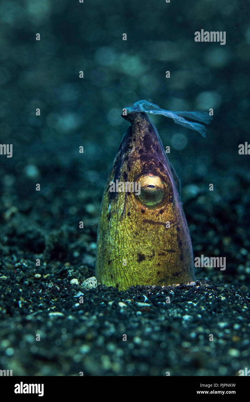 Dark-shouldered snake eel (Ophichthus cephalozona) at the night time ...