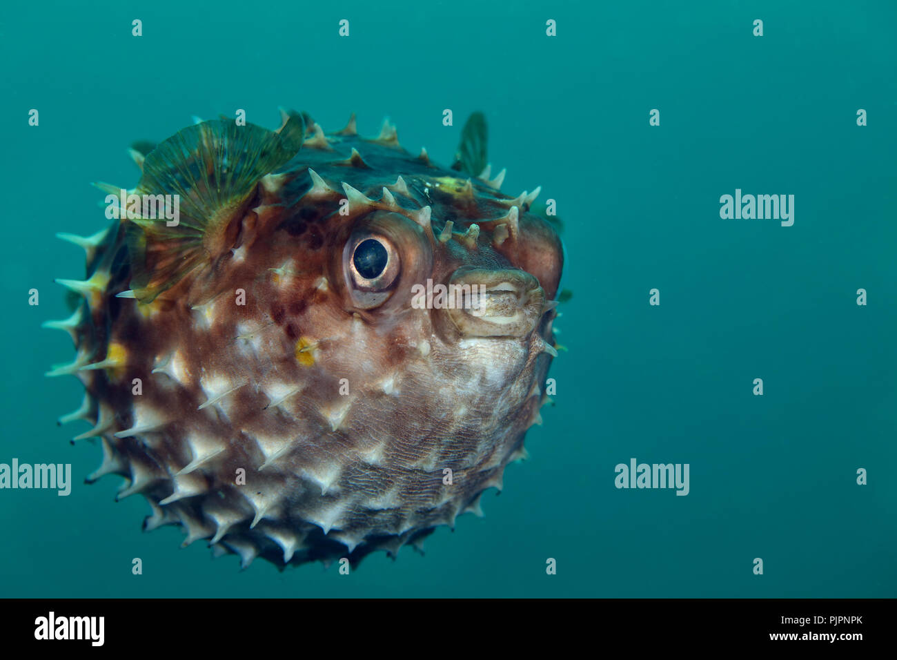 Porcupinefish.  Picture was taken in Lembeh strait, Indonesia Stock Photo