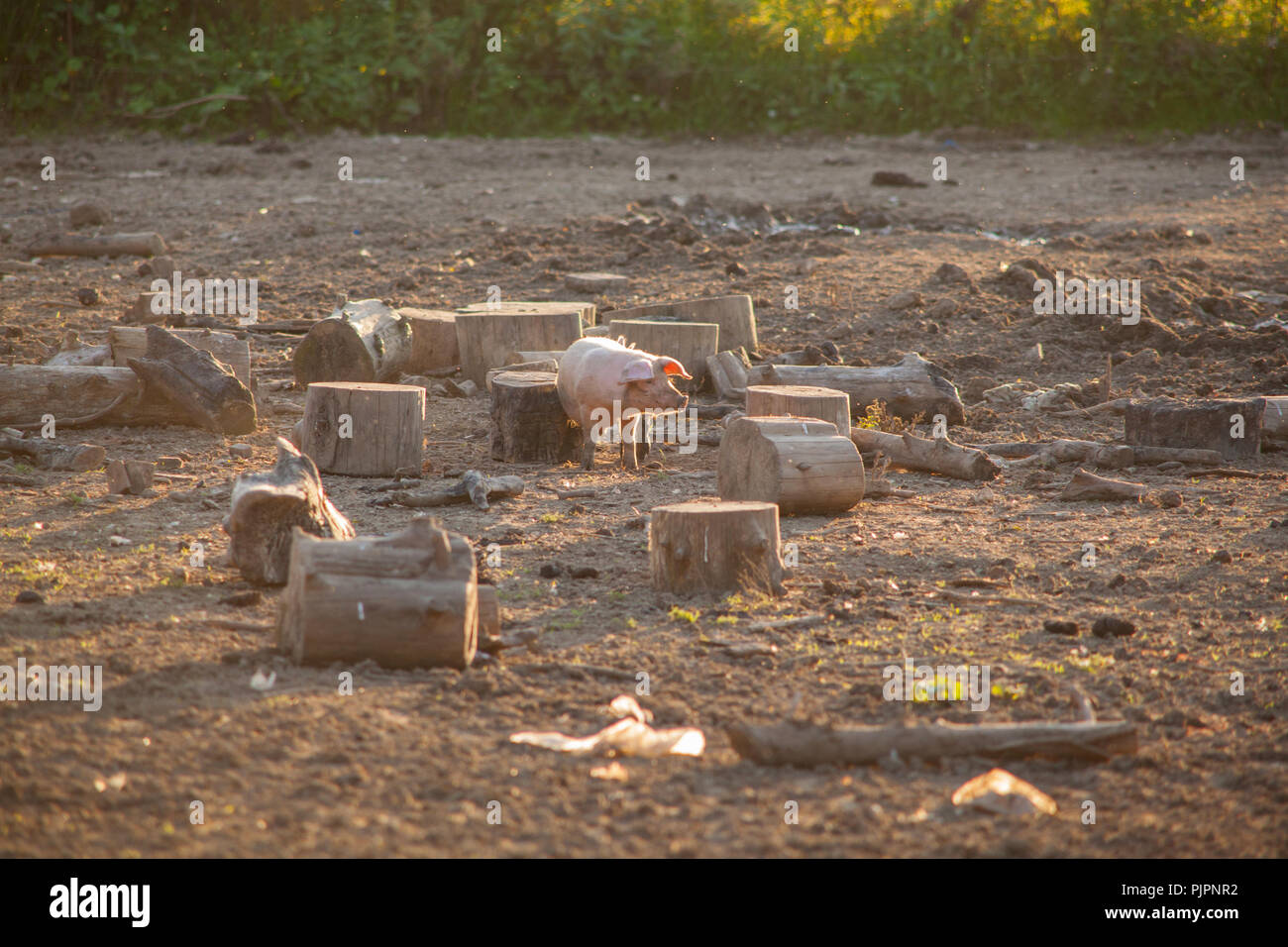 Pig Farm, Lymington Bottom Road, Medstead, Alton, United Kingdom Stock