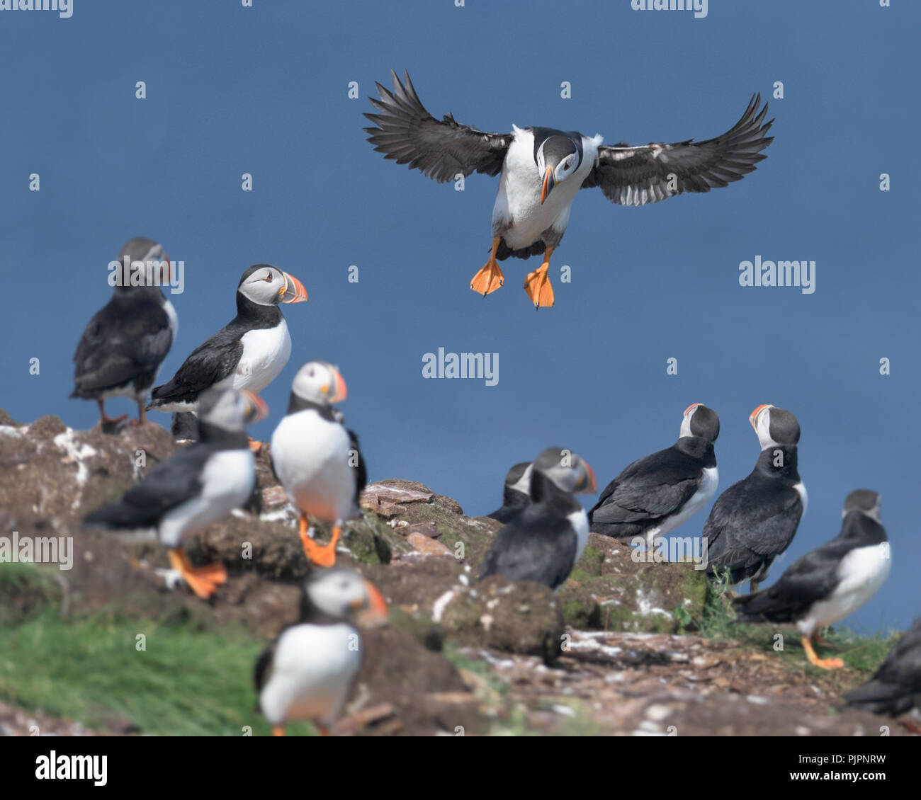 atlantic-puffin-fratercula-arctica-landing-on-nesting-island-in