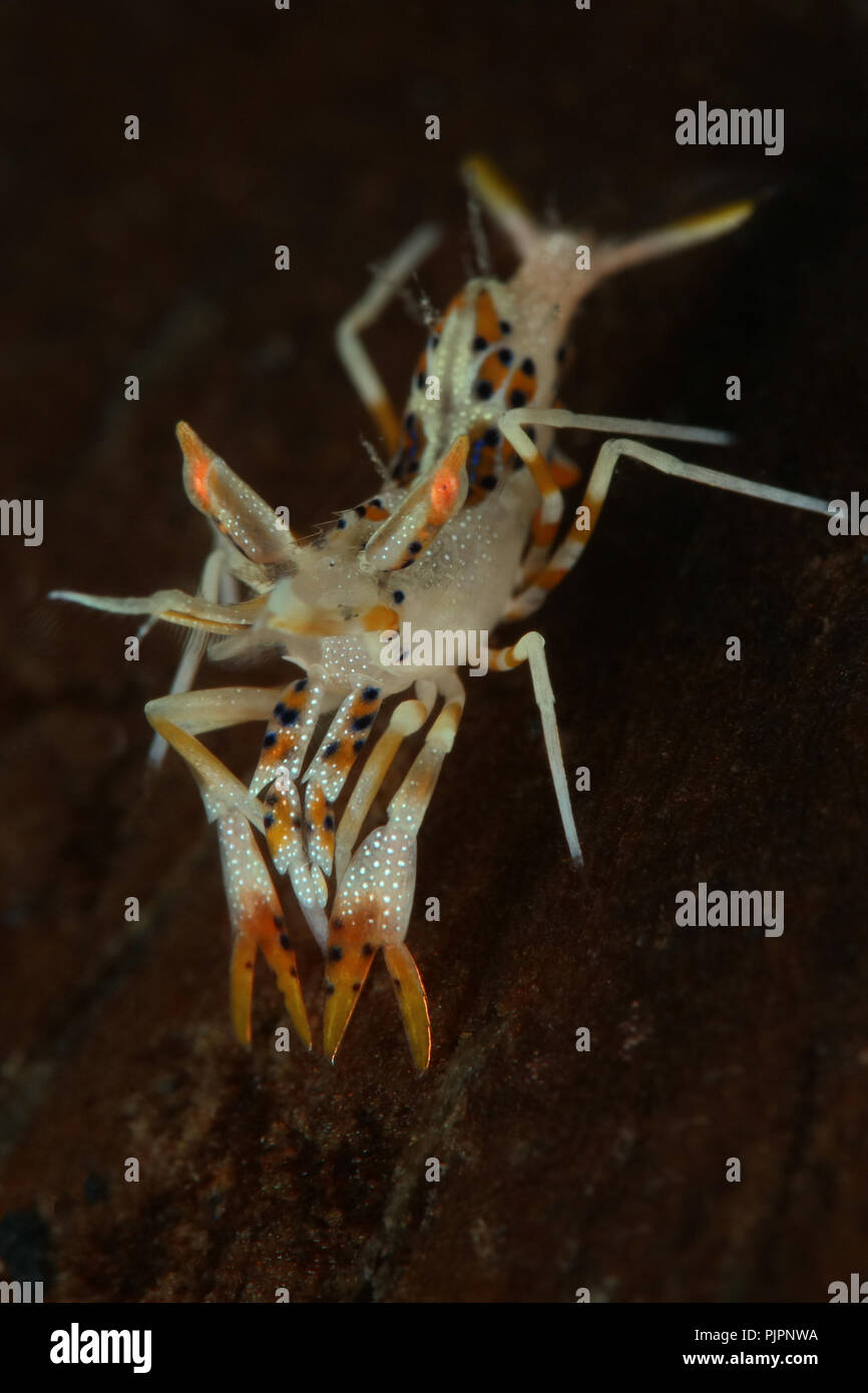 Spiny tiger shrimp (Phyllognathia ceratophthalma). Picture was taken in ...