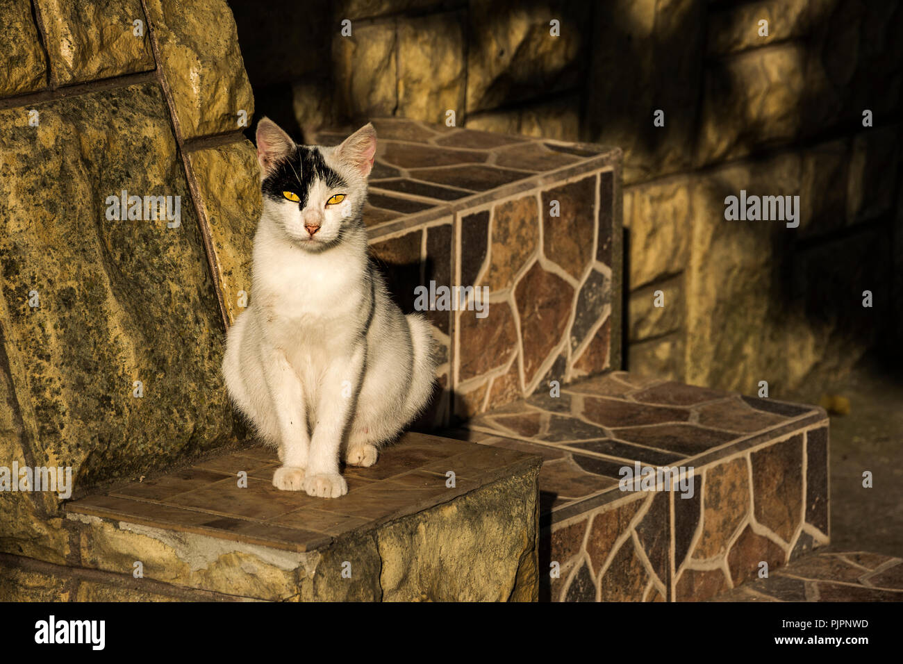 Cute cat on the stone stairs Stock Photo - Alamy