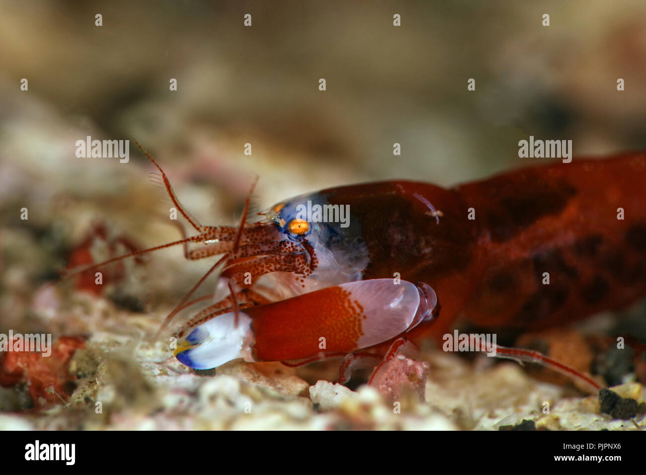 Modest Snapping Shrimp (Synalpheus modestus). Picture was taken in Lembeh strait, Indonesia Stock Photo