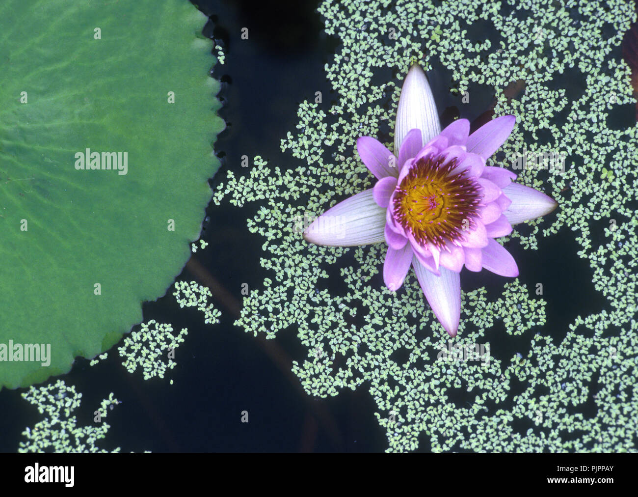 Water lily  and lily pad in water with tiny blossoms, petals Stock Photo