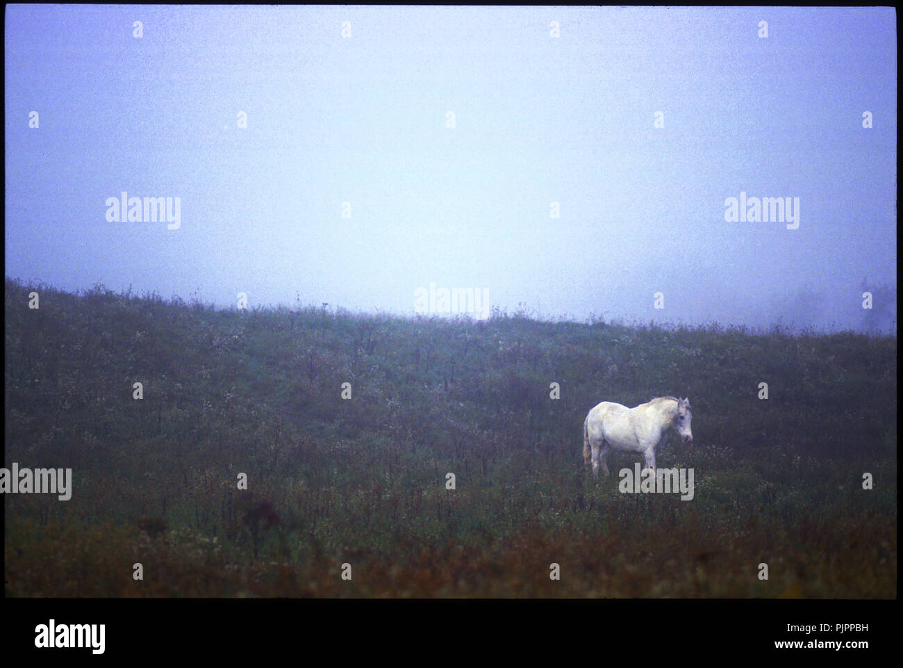 White horse in fog Stock Photo
