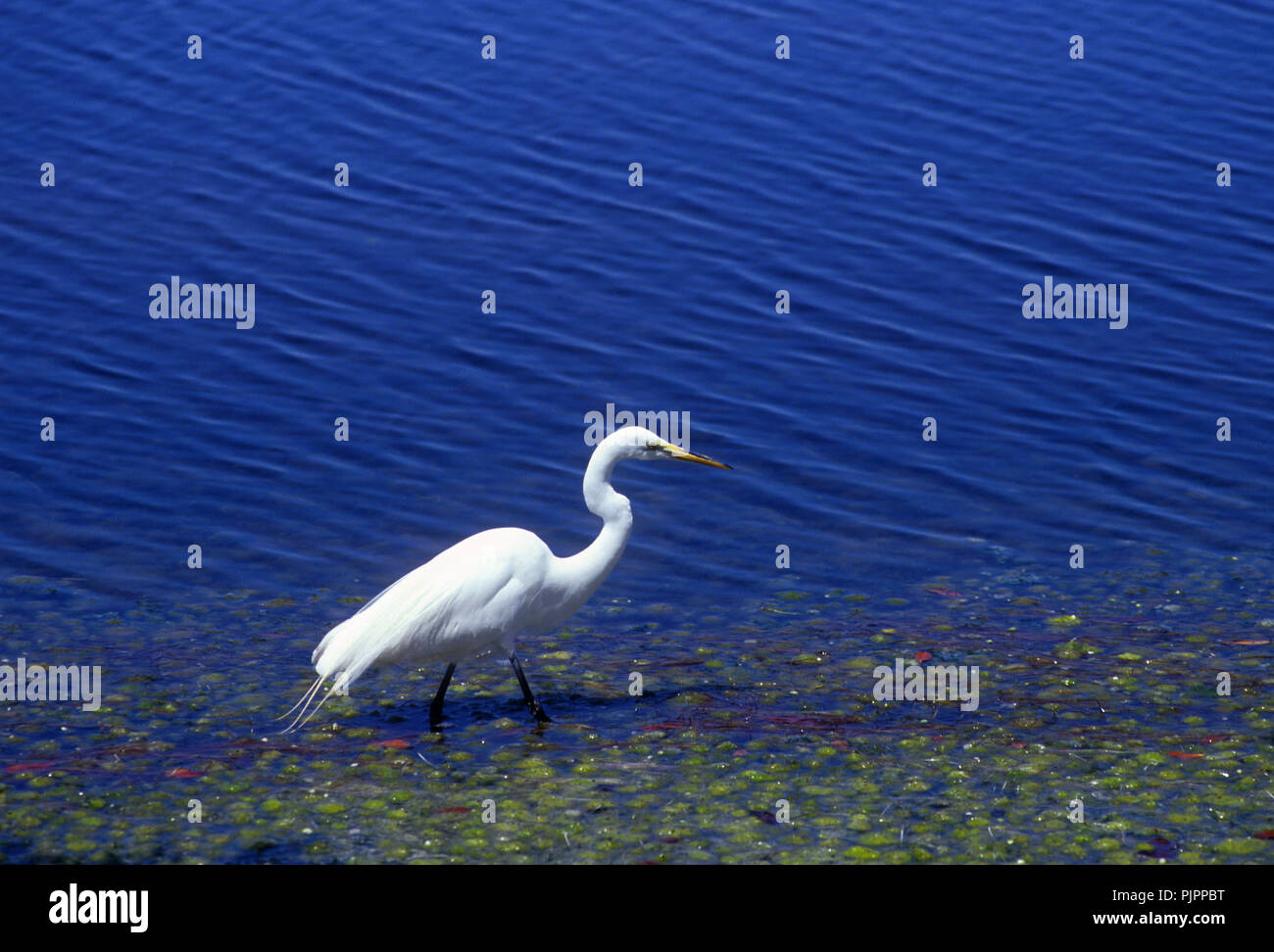 This is a great egret, not a snowy egret Stock Photo
