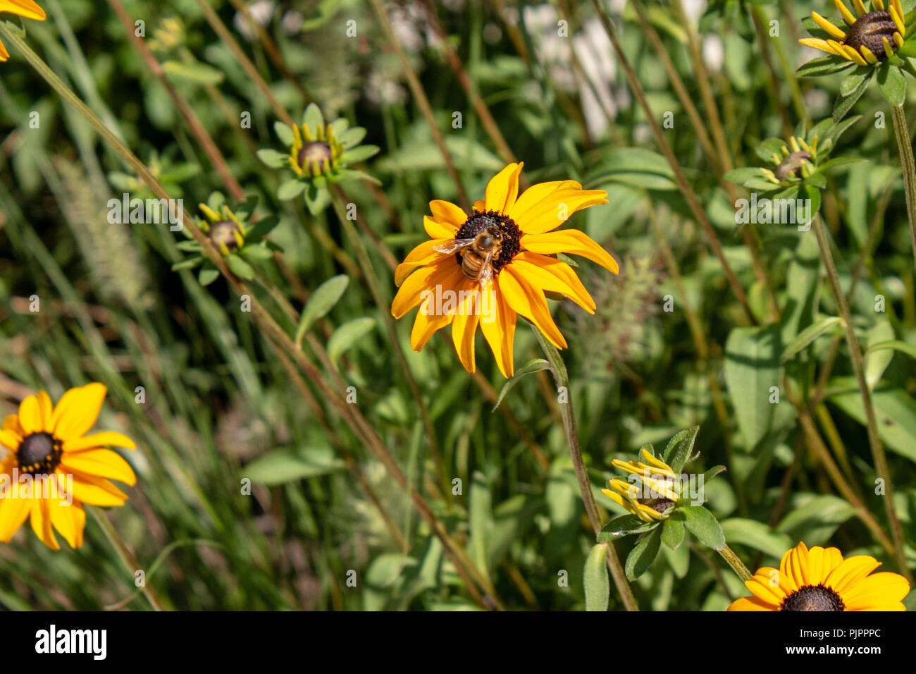 bee on a black eyed susan getting honey. Stock Photo