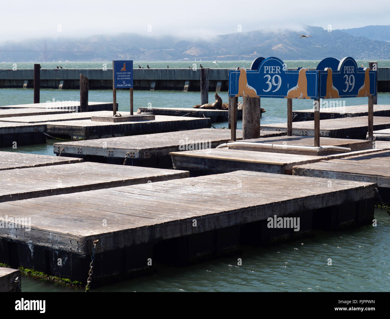 Seals At Pier 39 In San Francisco Stock Photo