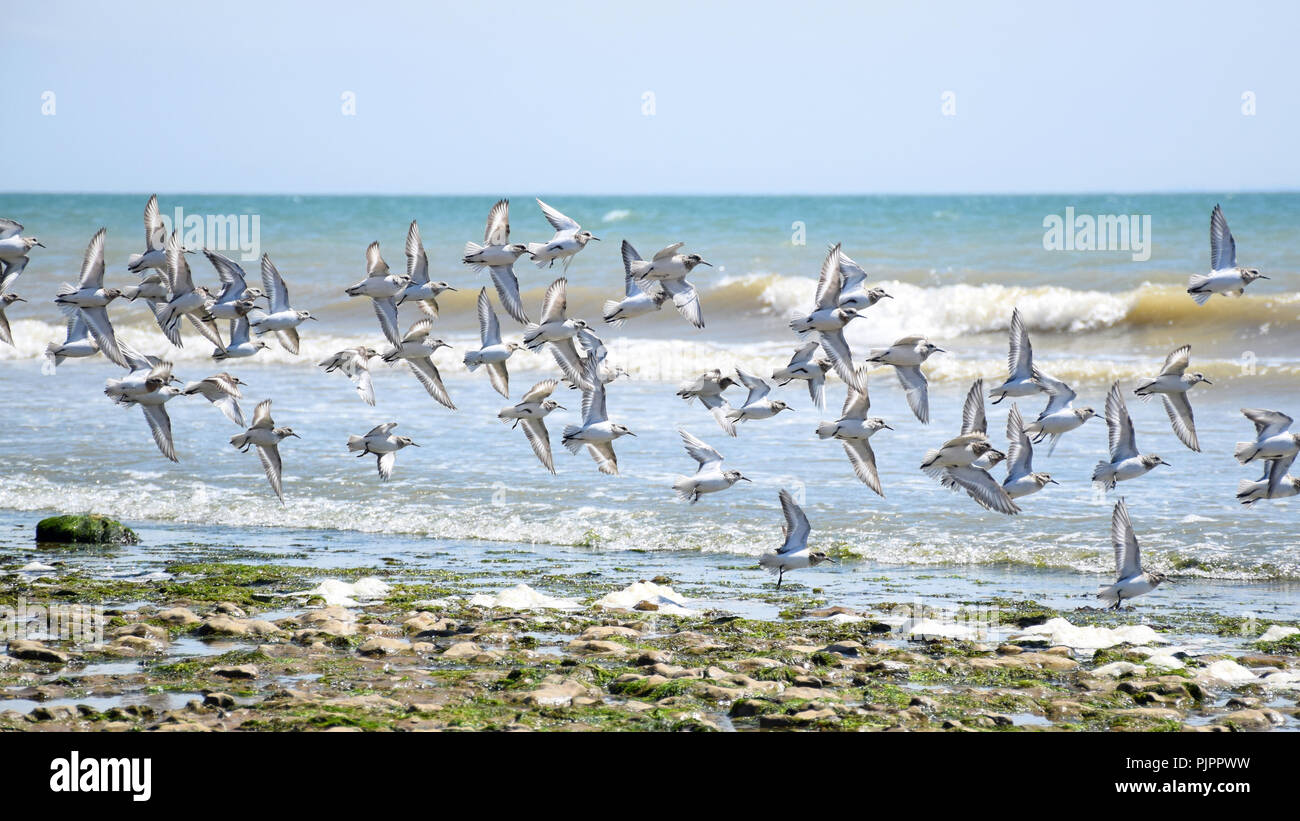 Flying Flock Of Sandpipers - La Tranche Sur Mer, France Stock Photo