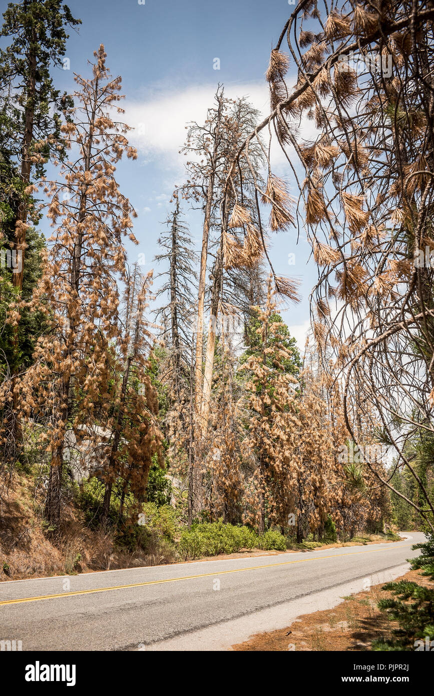 Ponderosa Pine Dead High Resolution Stock Photography and Images Alamy