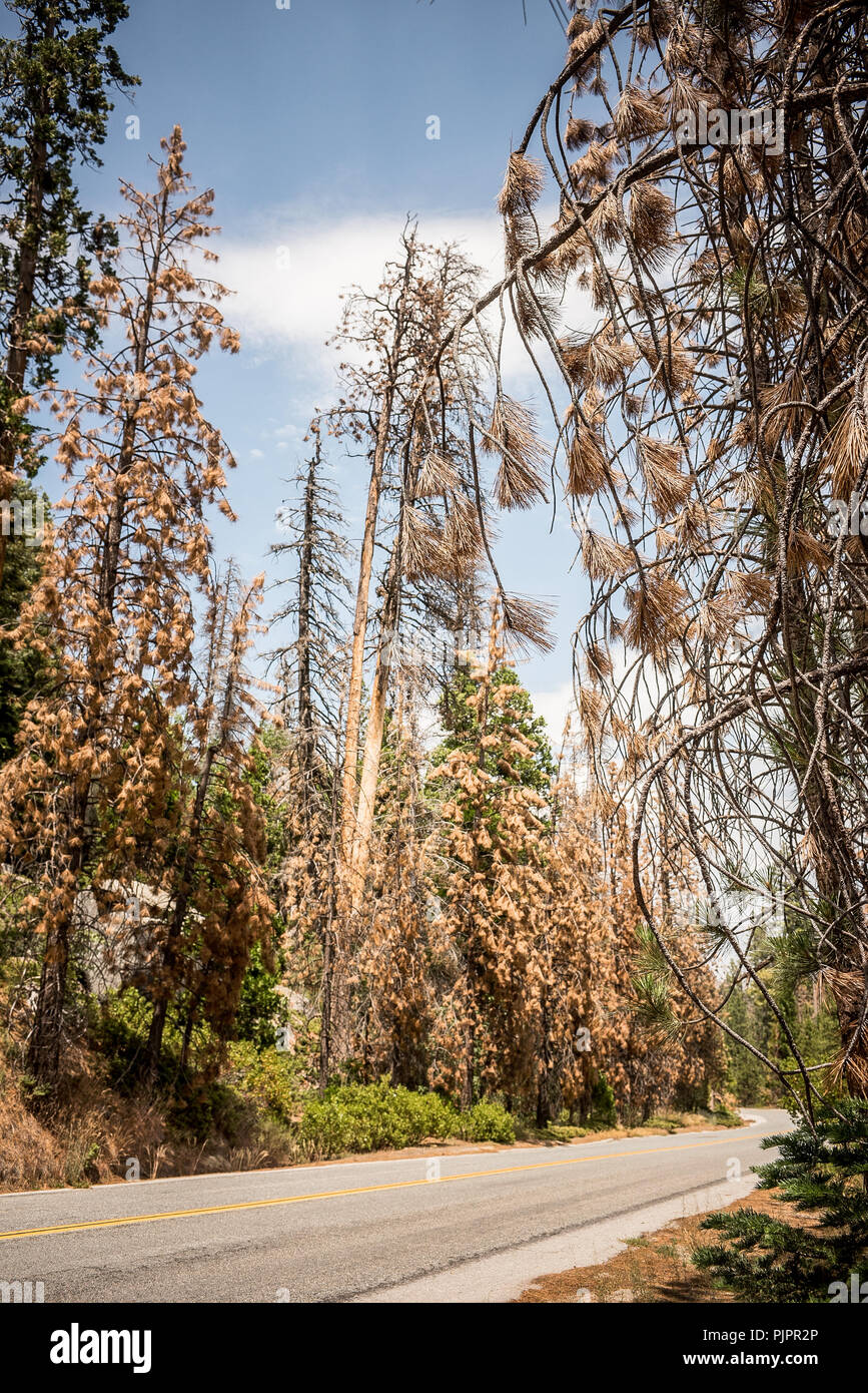 Dying Trees Stock Photos & Dying Trees Stock Images Alamy