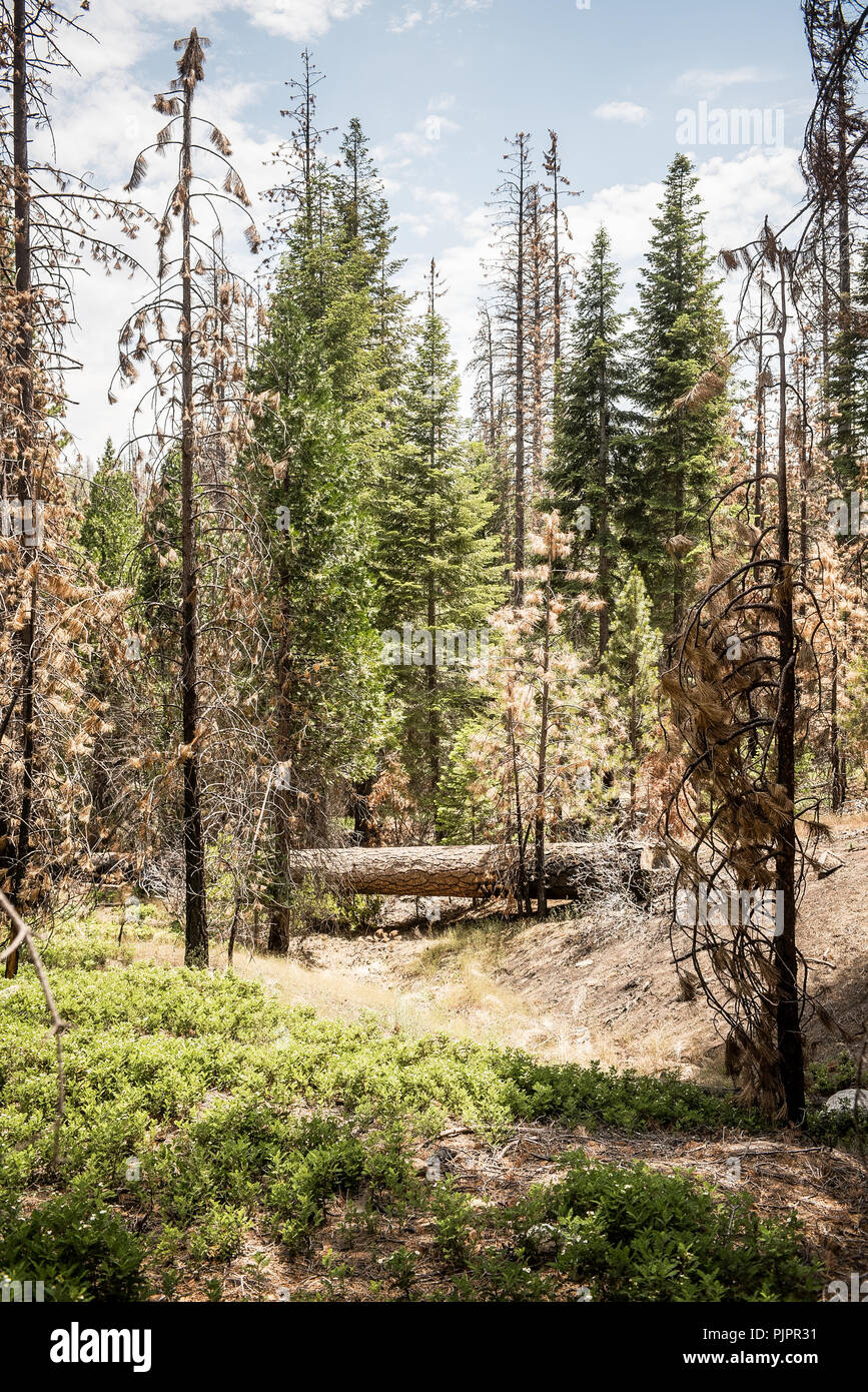 Dead and dying trees along Route 107 in the Sequoia National Forest in