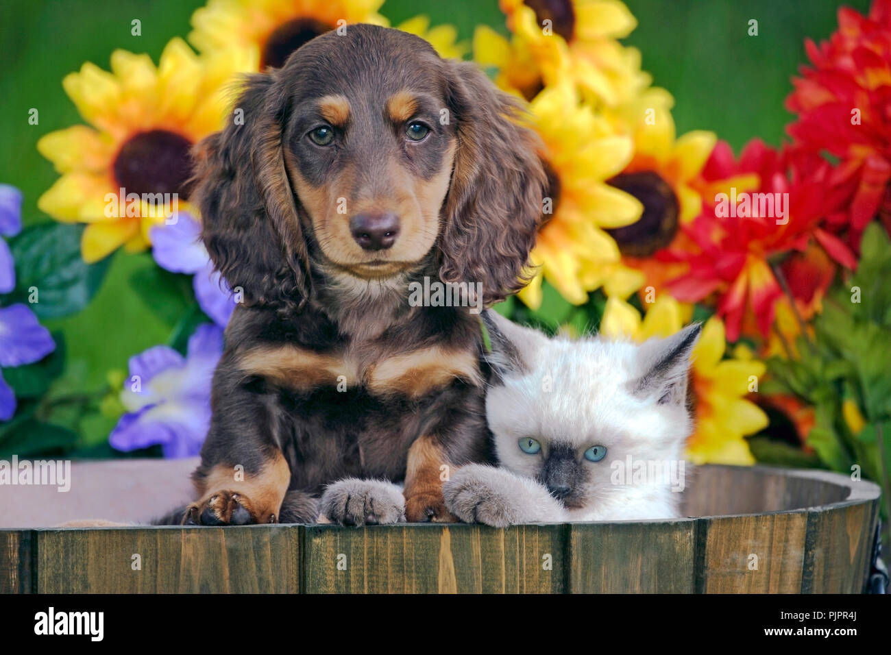 Dachshund puppy and Siamese kitten together in wooden barrel Stock Photo