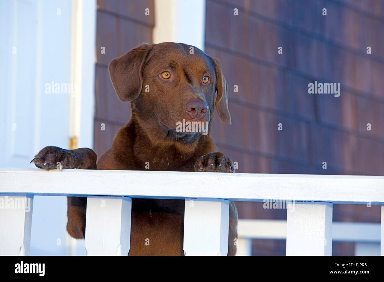 Chocolate Labrador Retriever at house entrance, standing up, watching Stock Photo