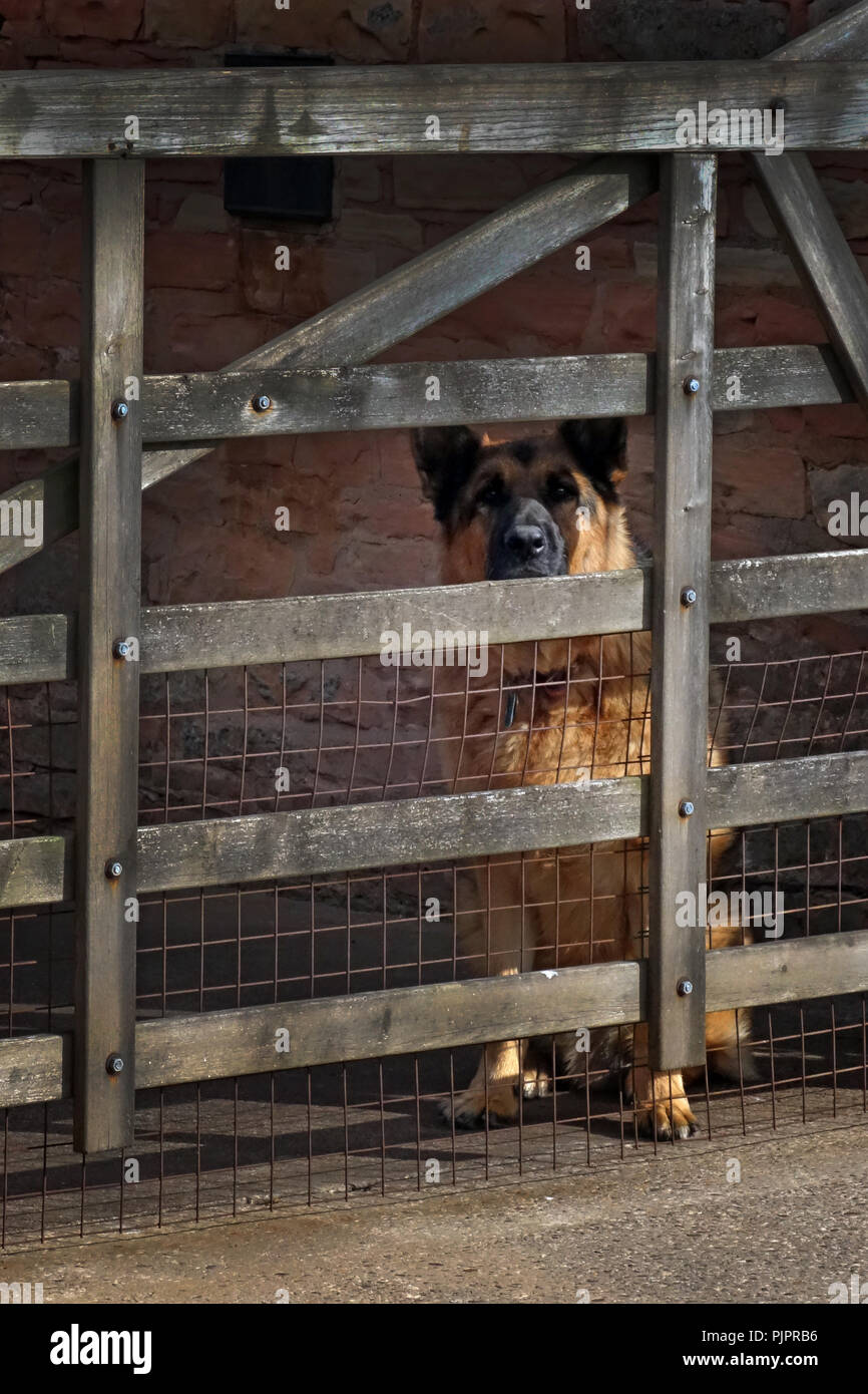 German Shepherd looking through a garden gate Stock Photo Alamy