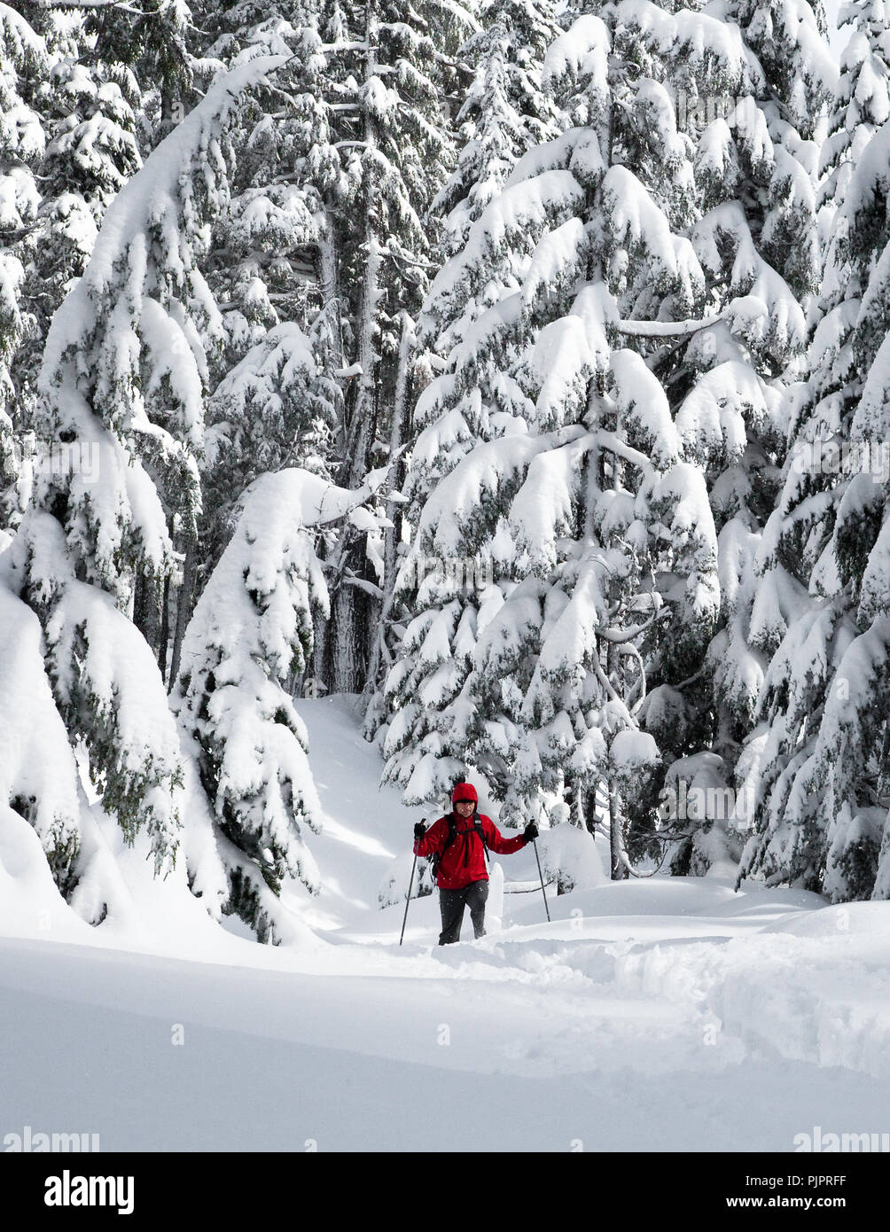 Winter Snowshoe Hike Through Deep Powder Near Bend Oregon Stock Photo