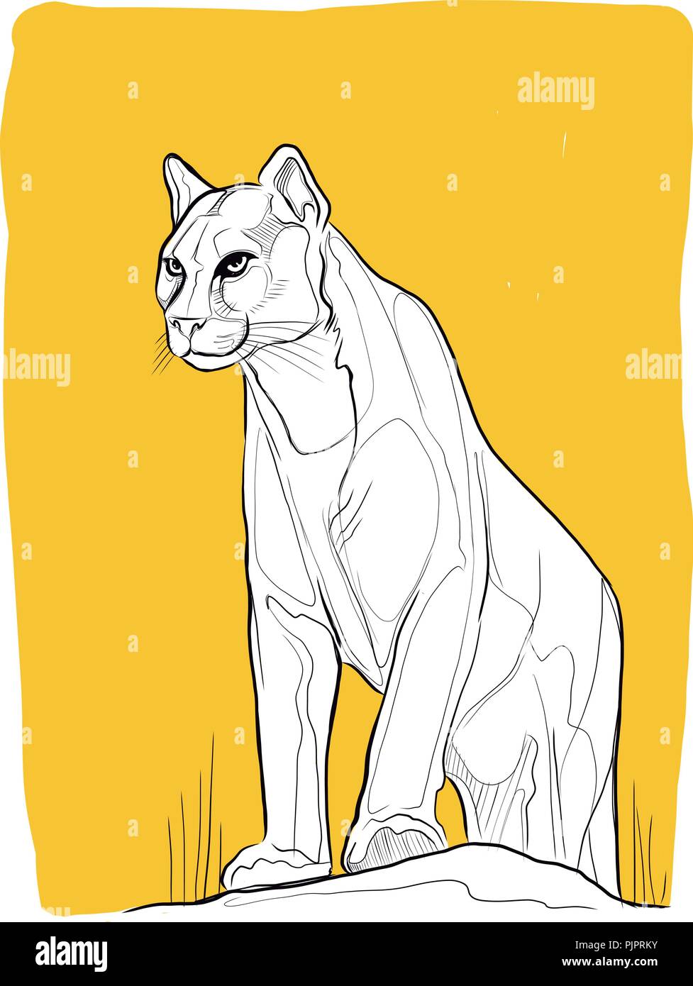 Hand drawn vector ink illustration or drawing of a wild puma Stock Vector  Image & Art - Alamy
