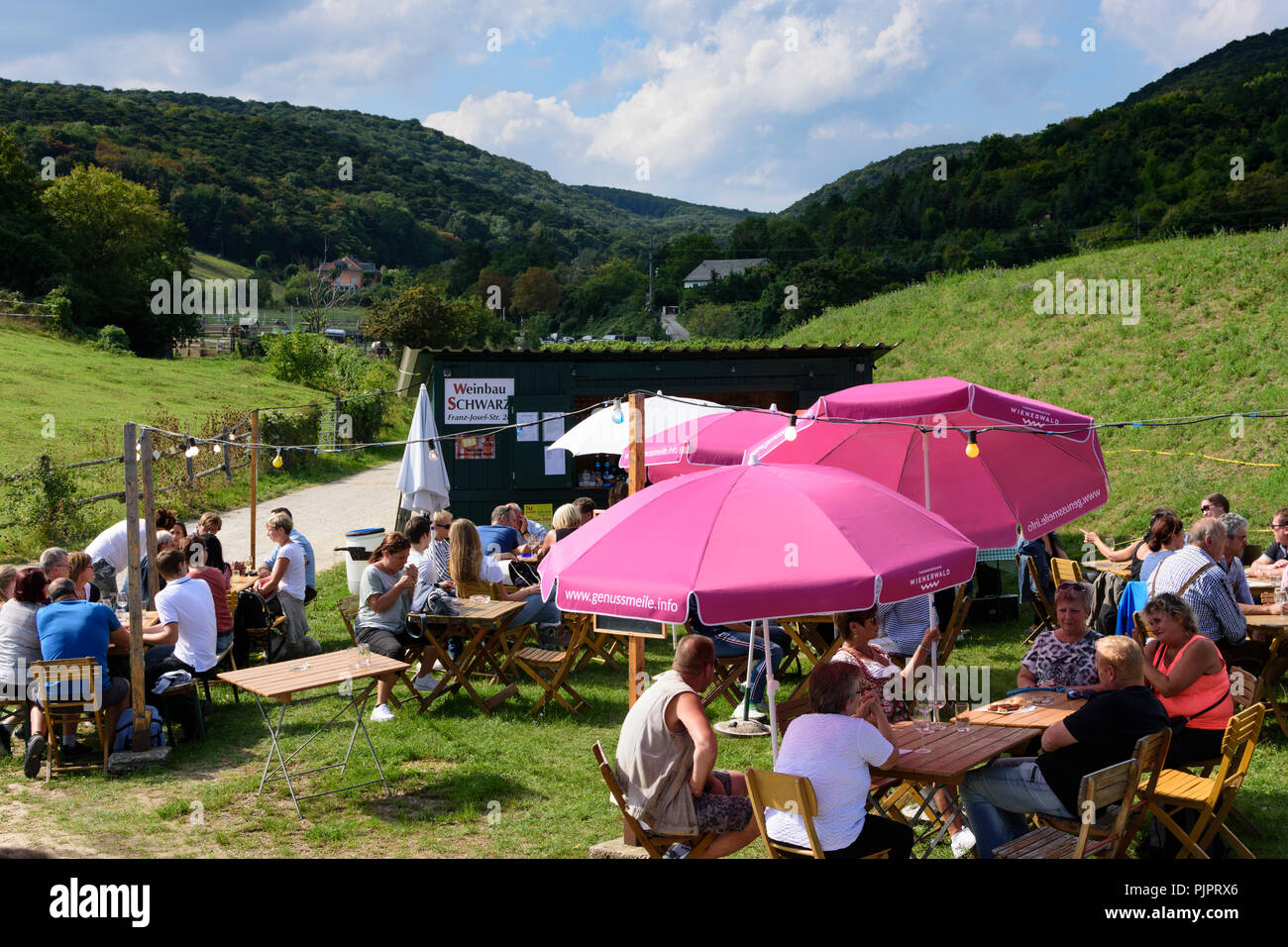 Pfaffstätten: vineyard, bar at festival "Genussmeile" along 1st Vienna water line hiking path, winegrowing enterprises with own bars, visitors, Wiener Stock Photo