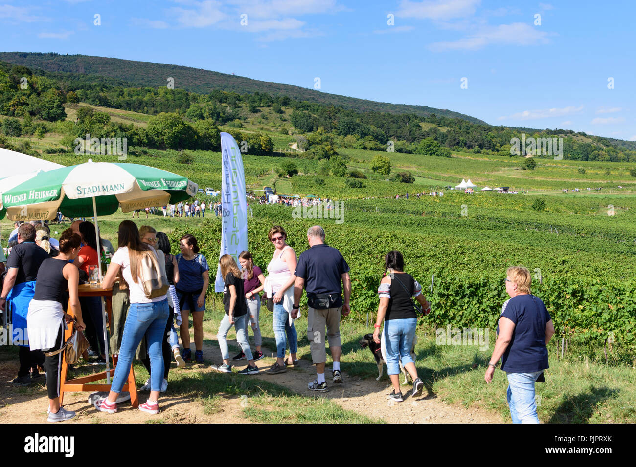 Pfaffstätten: vineyard, bar at festival "Genussmeile" along 1st Vienna water line hiking path, winegrowing enterprises with own bars, visitors, Wiener Stock Photo