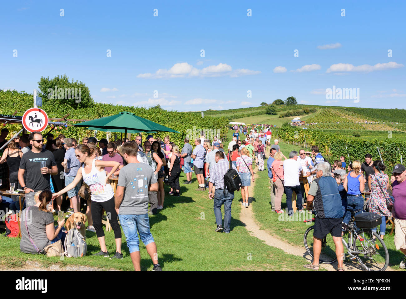 Pfaffstätten: vineyard, bar at festival "Genussmeile" along 1st Vienna water line hiking path, winegrowing enterprises with own bars, visitors, Wiener Stock Photo