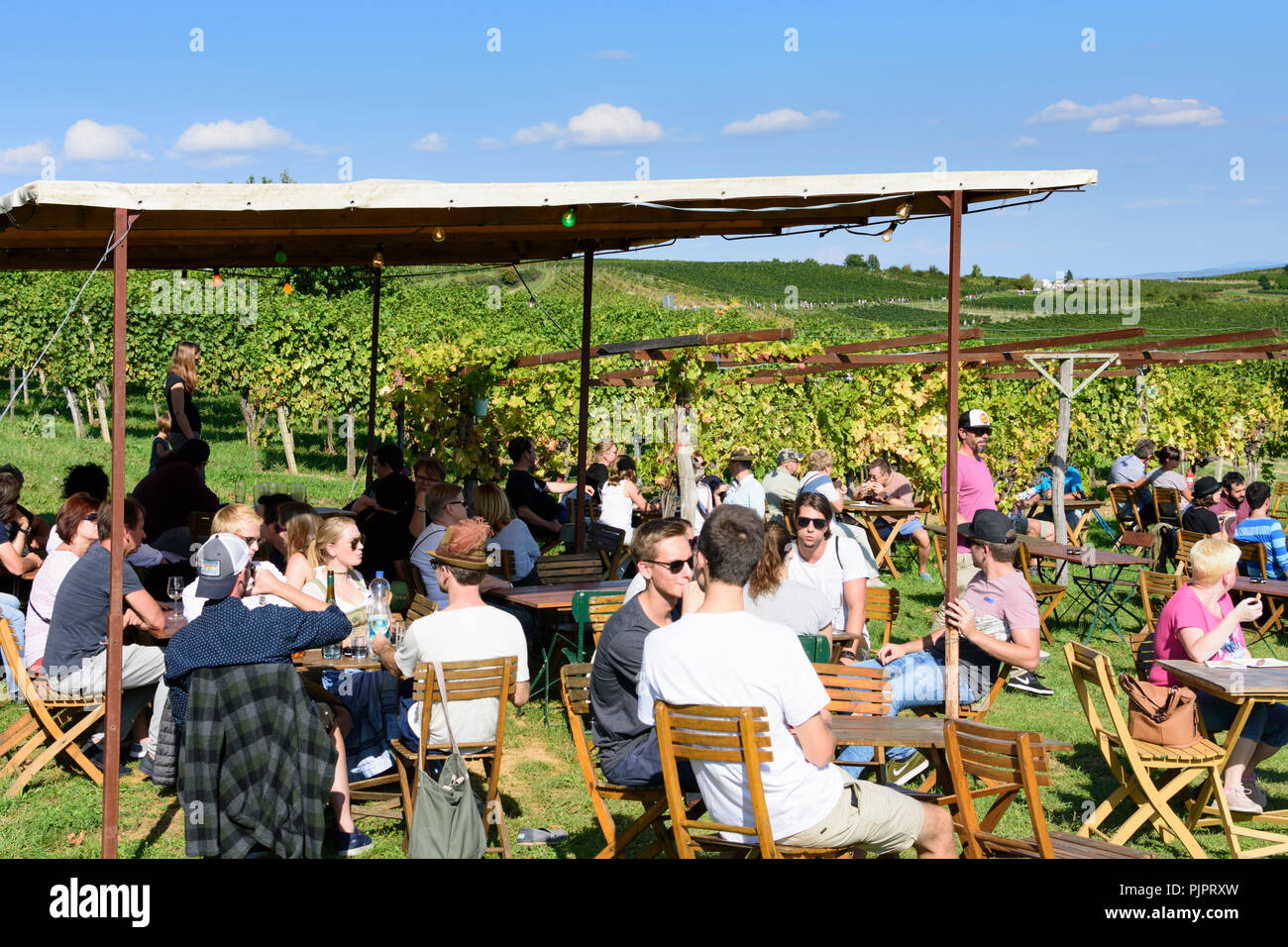 Pfaffstätten: vineyard, bar at festival "Genussmeile" along 1st Vienna water line hiking path, winegrowing enterprises with own bars, visitors, Wiener Stock Photo