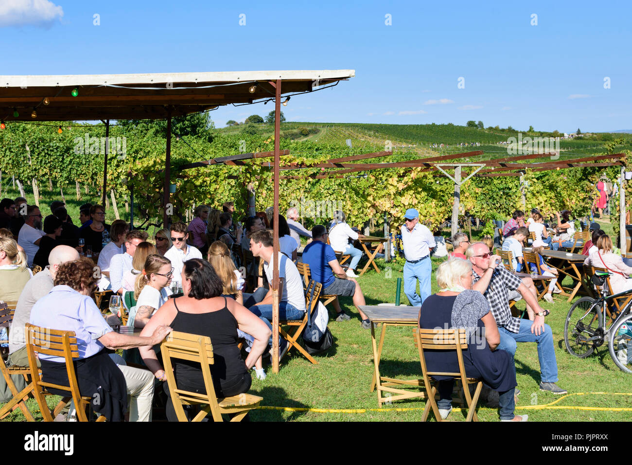 Pfaffstätten: vineyard, bar at festival "Genussmeile" along 1st Vienna water line hiking path, winegrowing enterprises with own bars, visitors, Wiener Stock Photo