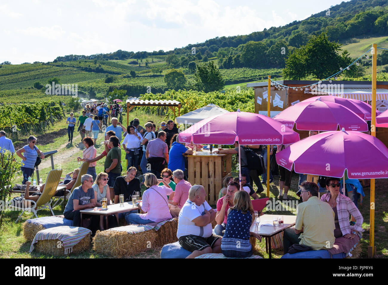 Pfaffstätten: vineyard, bar at festival "Genussmeile" along 1st Vienna water line hiking path, winegrowing enterprises with own bars, visitors, Wiener Stock Photo