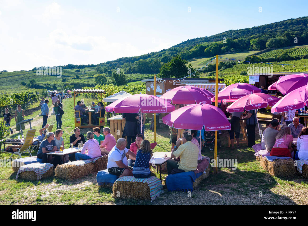 Pfaffstätten: vineyard, bar at festival "Genussmeile" along 1st Vienna water line hiking path, winegrowing enterprises with own bars, visitors, Wiener Stock Photo