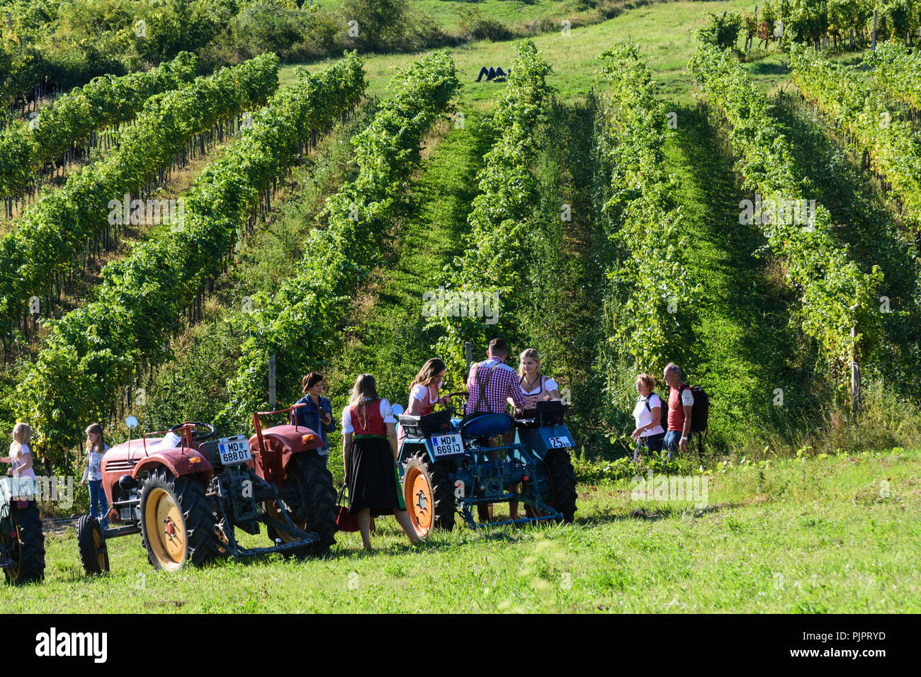 Pfaffstätten: historical tractors at vineyard, at festival "Genussmeile" along 1st Vienna water line hiking path, Wienerwald, Vienna Woods, Niederöste Stock Photo