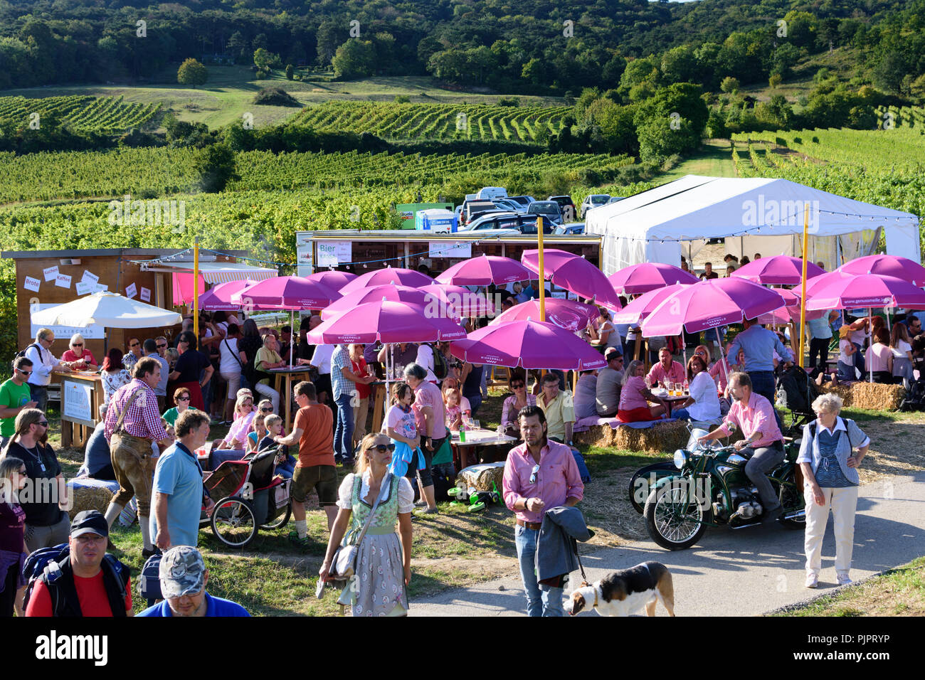 Pfaffstätten: vineyard, bar at festival "Genussmeile" along 1st Vienna water line hiking path, winegrowing enterprises with own bars, visitors, Wiener Stock Photo