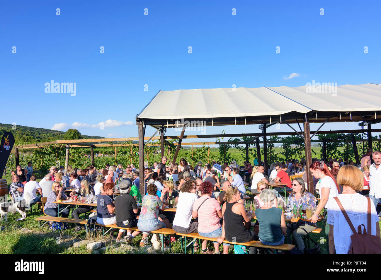 Pfaffstätten: vineyard, bar at festival "Genussmeile" along 1st Vienna water line hiking path, winegrowing enterprises with own bars, visitors, Wiener Stock Photo