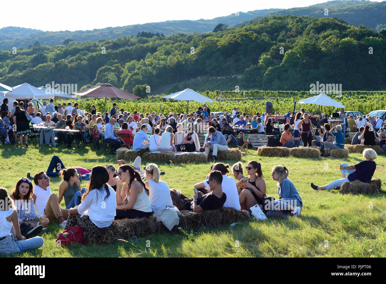 Gumpoldskirchen: vineyard, bar at festival "Genussmeile" along 1st Vienna water line hiking path, winegrowing enterprises with own bars, visitors, Wie Stock Photo