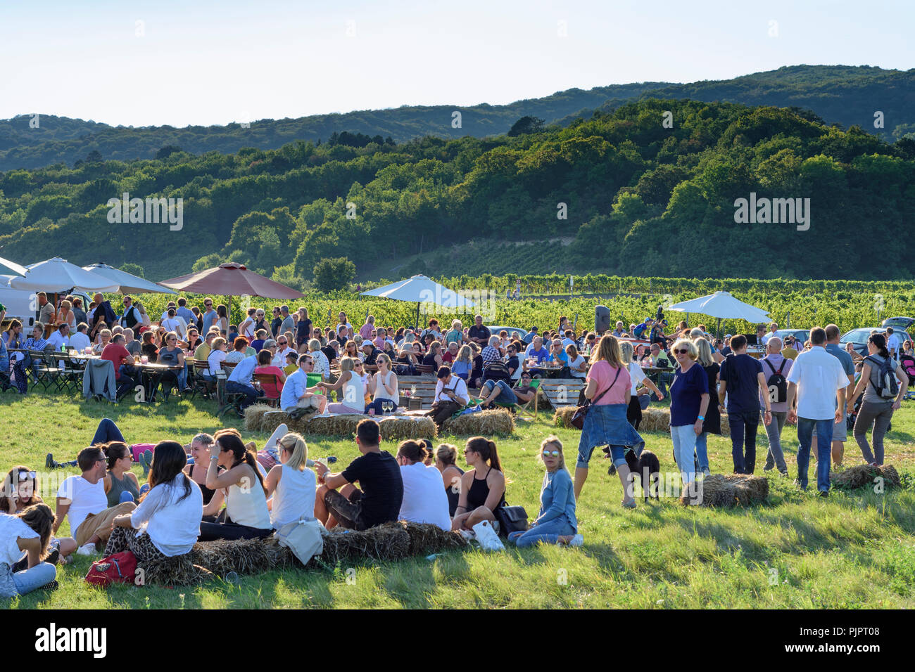 Gumpoldskirchen: vineyard, bar at festival "Genussmeile" along 1st Vienna water line hiking path, winegrowing enterprises with own bars, visitors, Wie Stock Photo